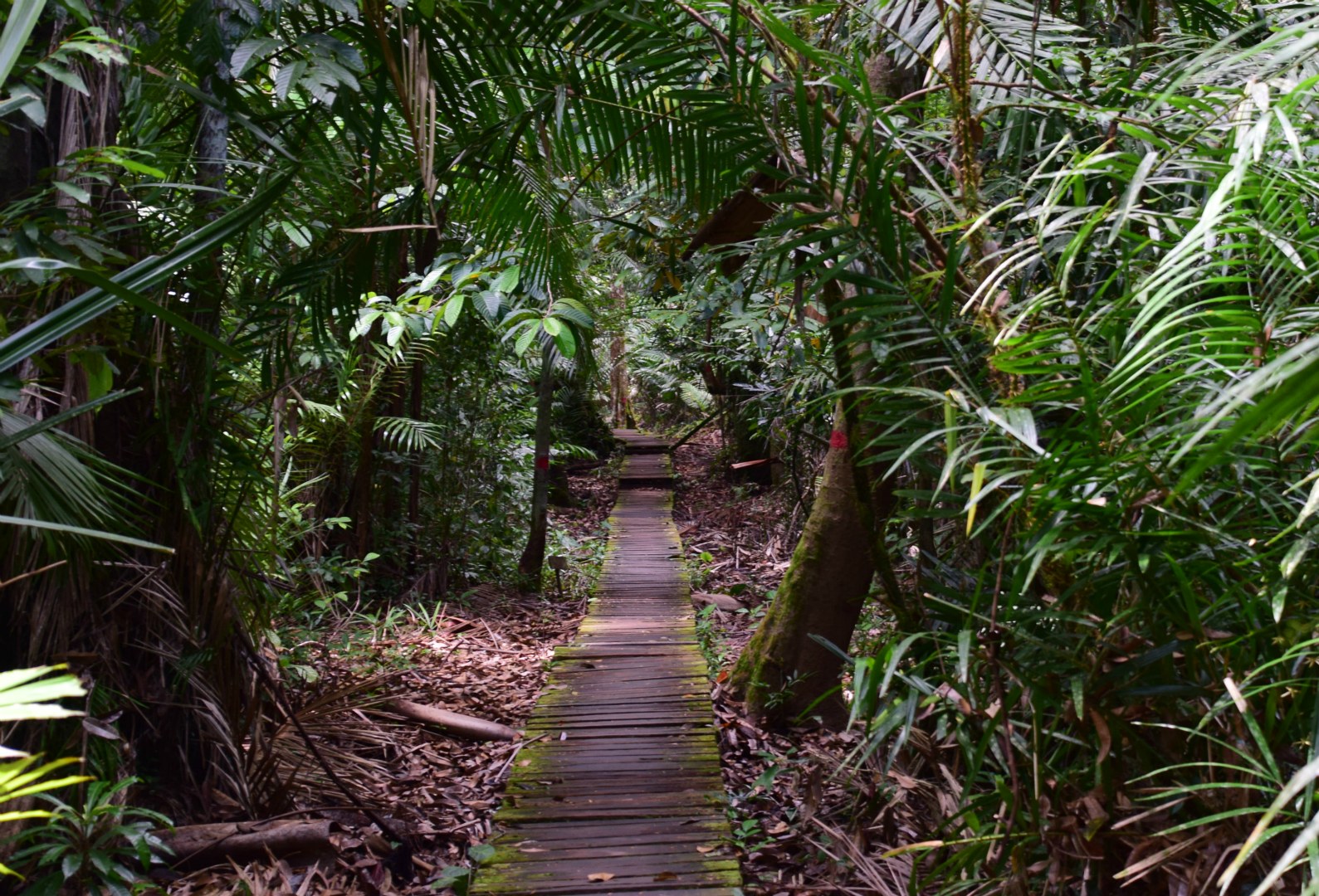 Rainforest, Bako National Park