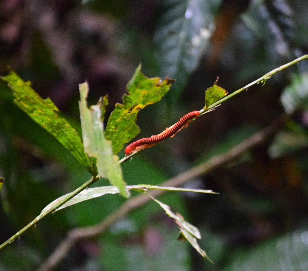 Millipede, Gunung Mulu National Park