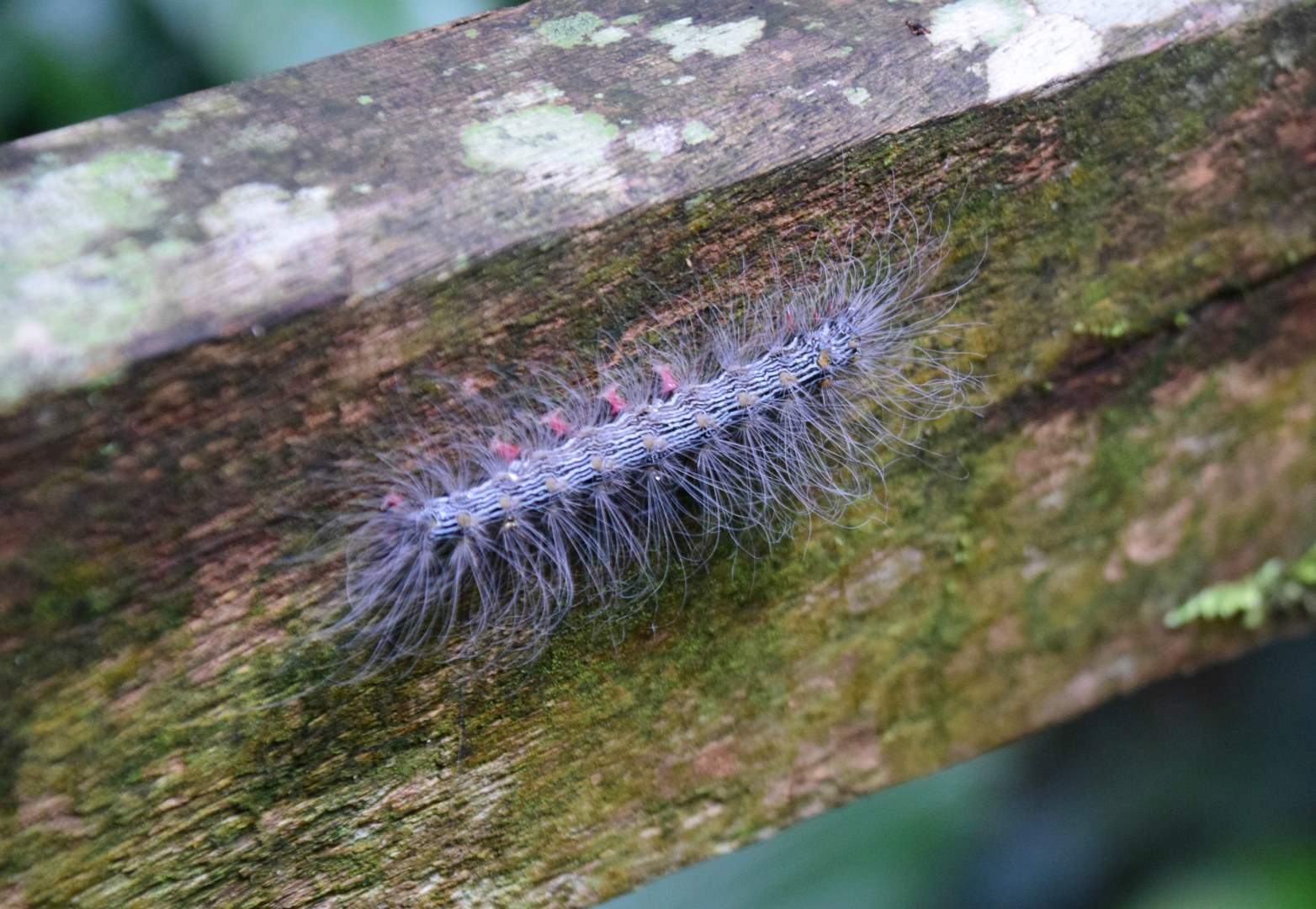 Caterpillar, Gunung Mulu National Park