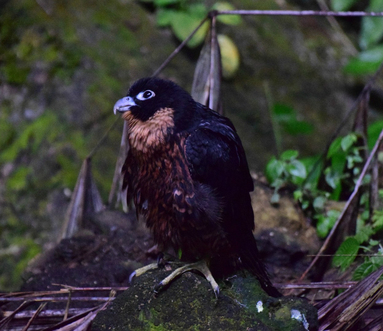 Young falcon, Gunung Mulu National Park