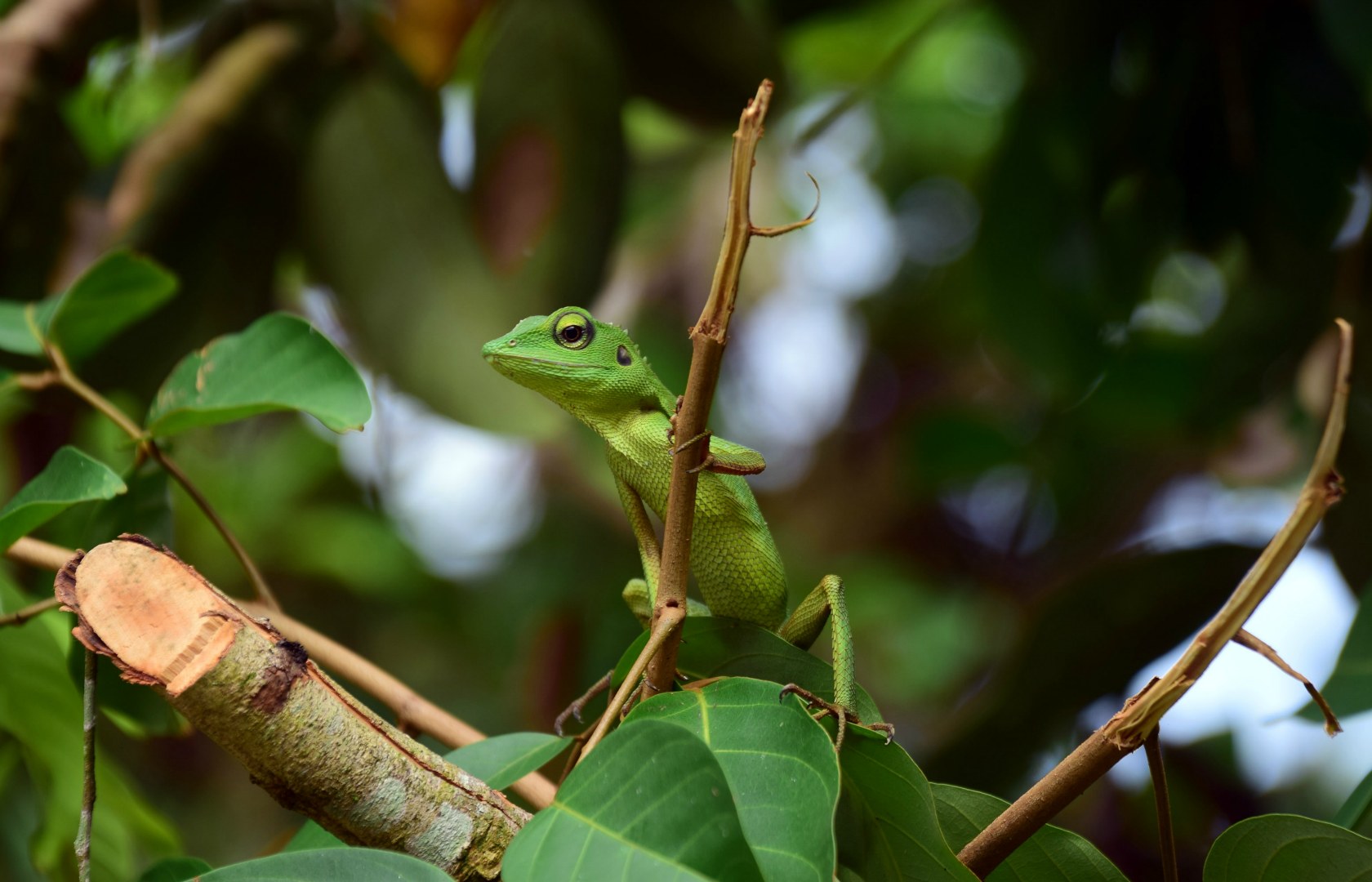 Gecko, Gunung Mulu National Park