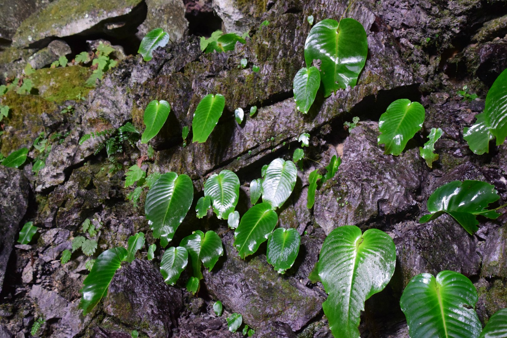 One-leaf plants, Gunung Mulu National Park