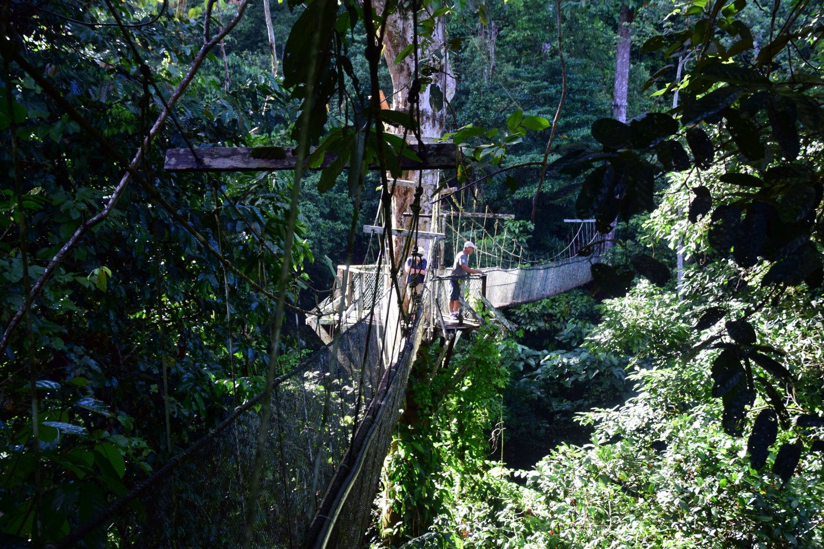 Canopy Walkway, Gunung Mulu National Park