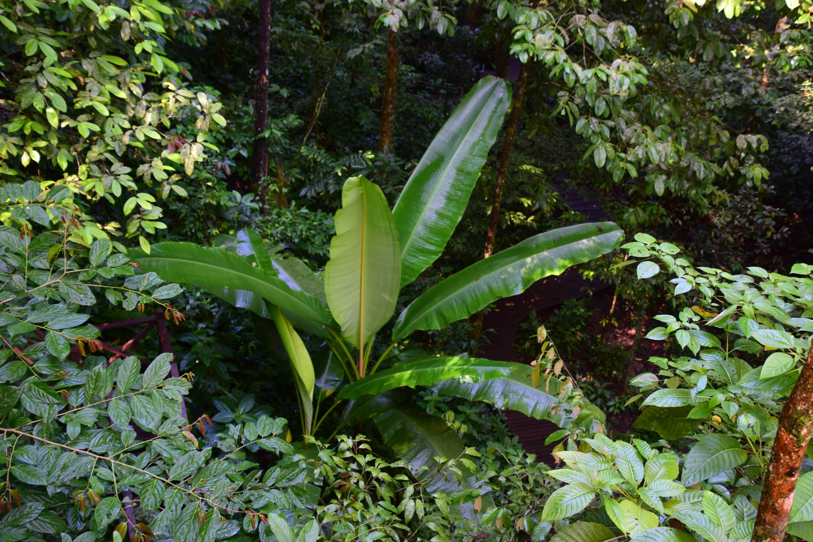 Banana Palm, Gunung Mulu National Park