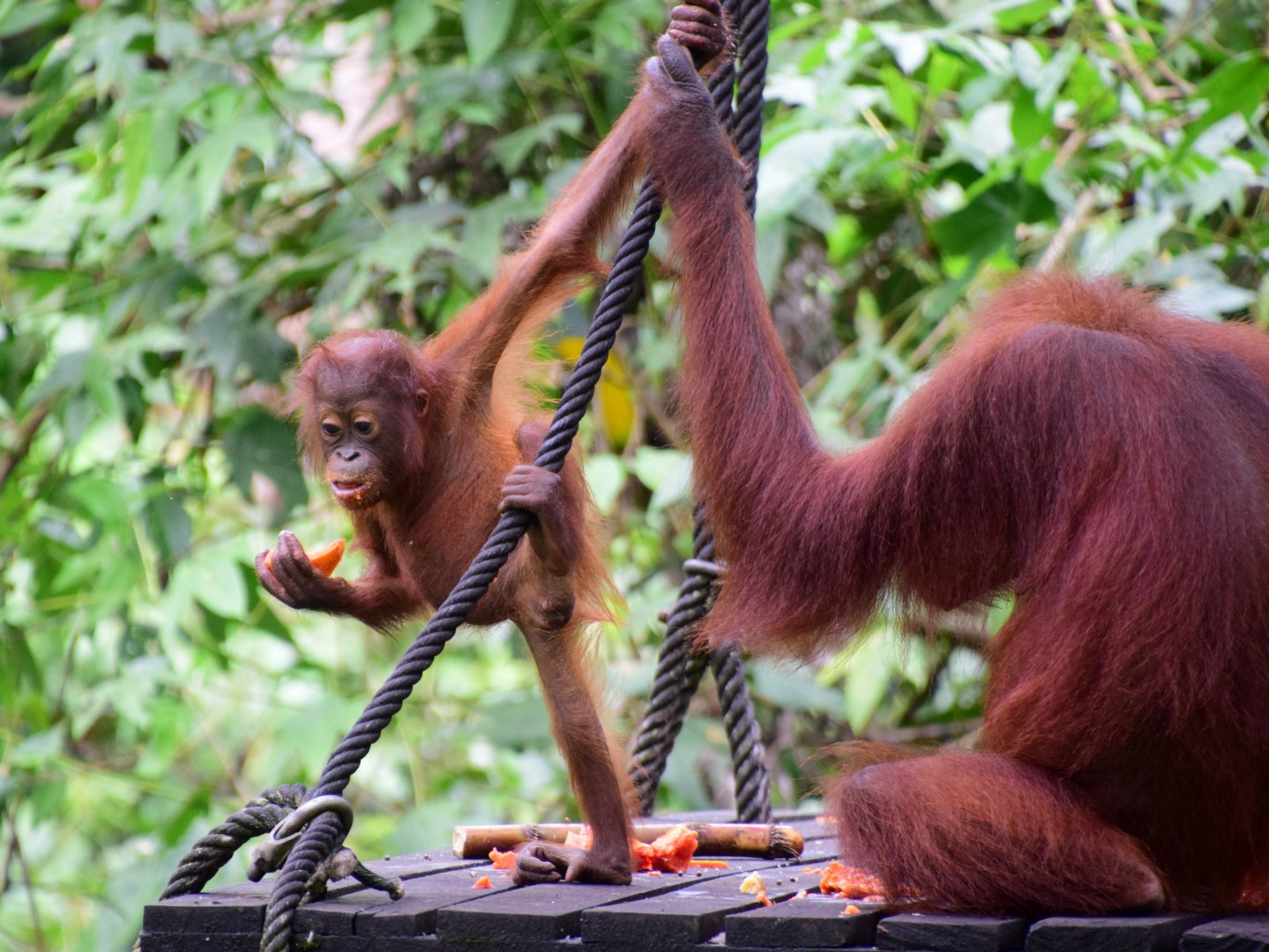 Orangutans, Sepilok Orangutan Rehabilitation Centre