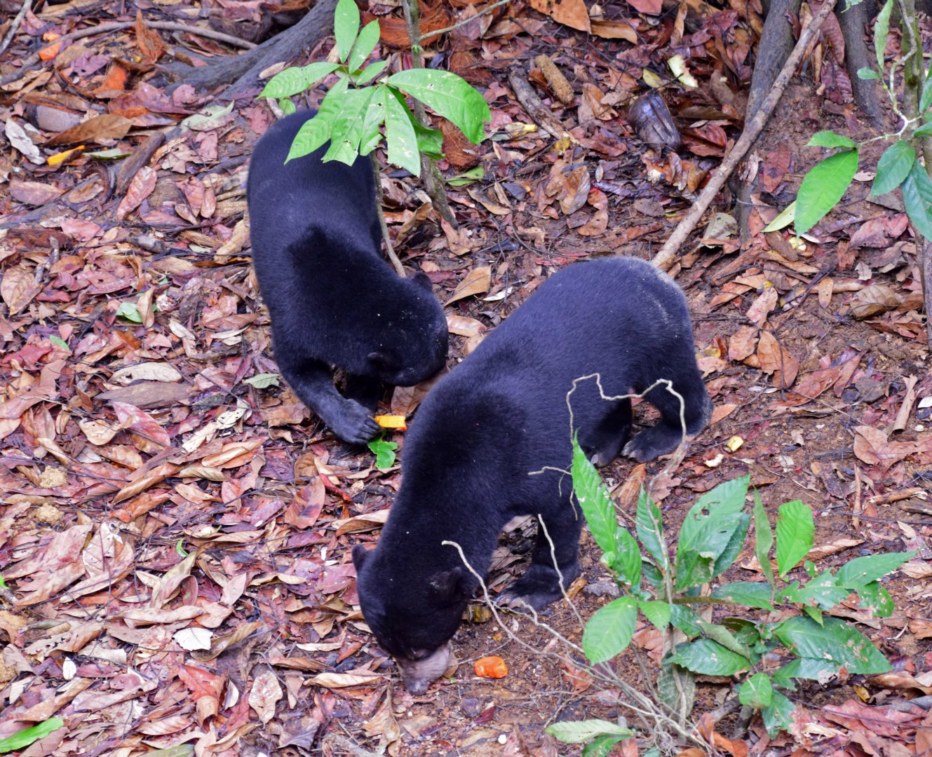 Bornean Sun Bears, Sepilok Conservation Centre