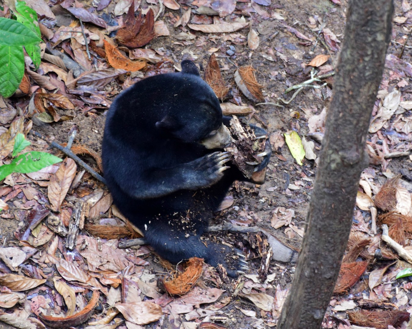Bornean Sun Bear, Sepilok Conservation Centre
