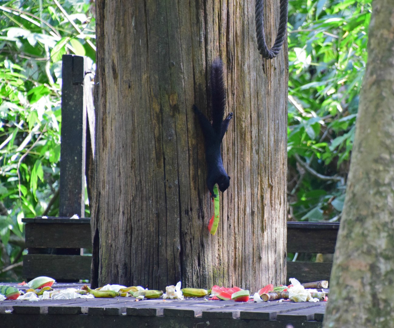 Black Squirrel, Sepilok Orangutan Rehabilitation Centre