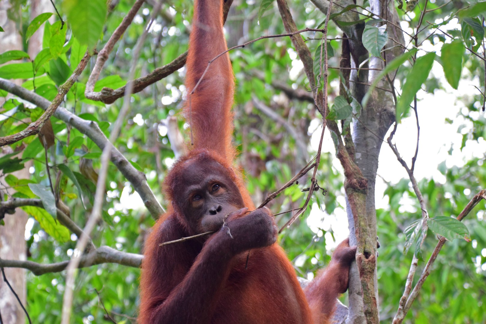Orangutan, Sepilok Orangutan Rehabilitation Centre