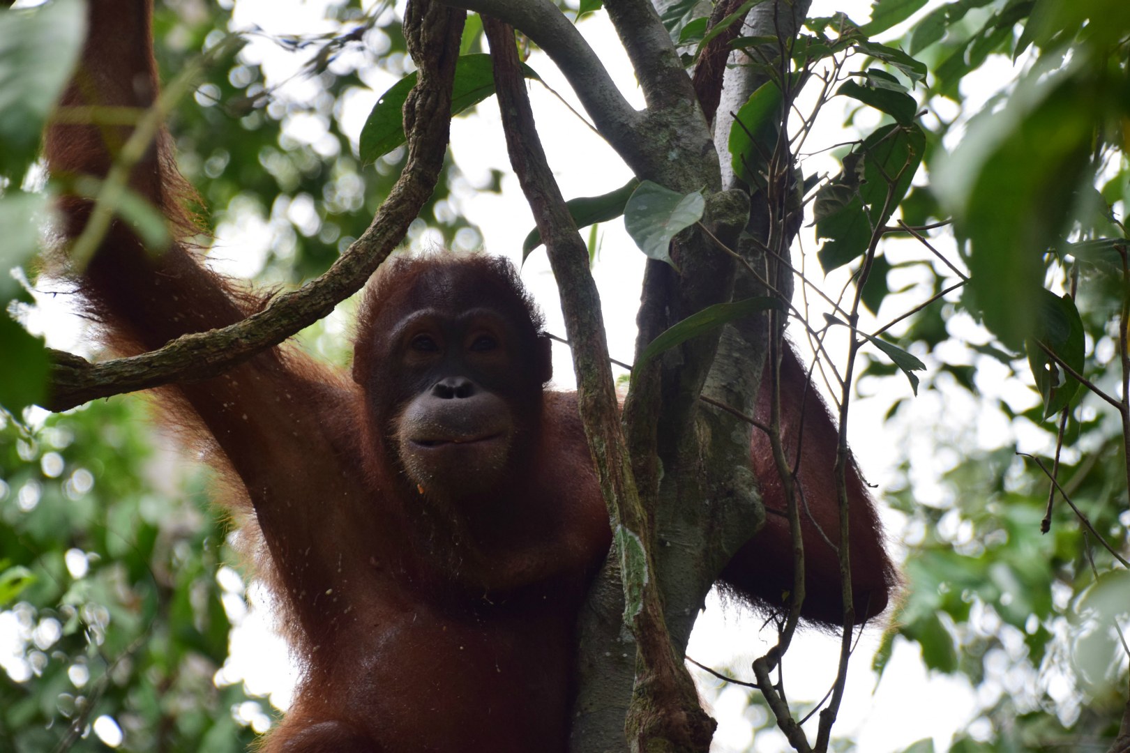 Orangutan, Sepilok Orangutan Rehabilitation Centre