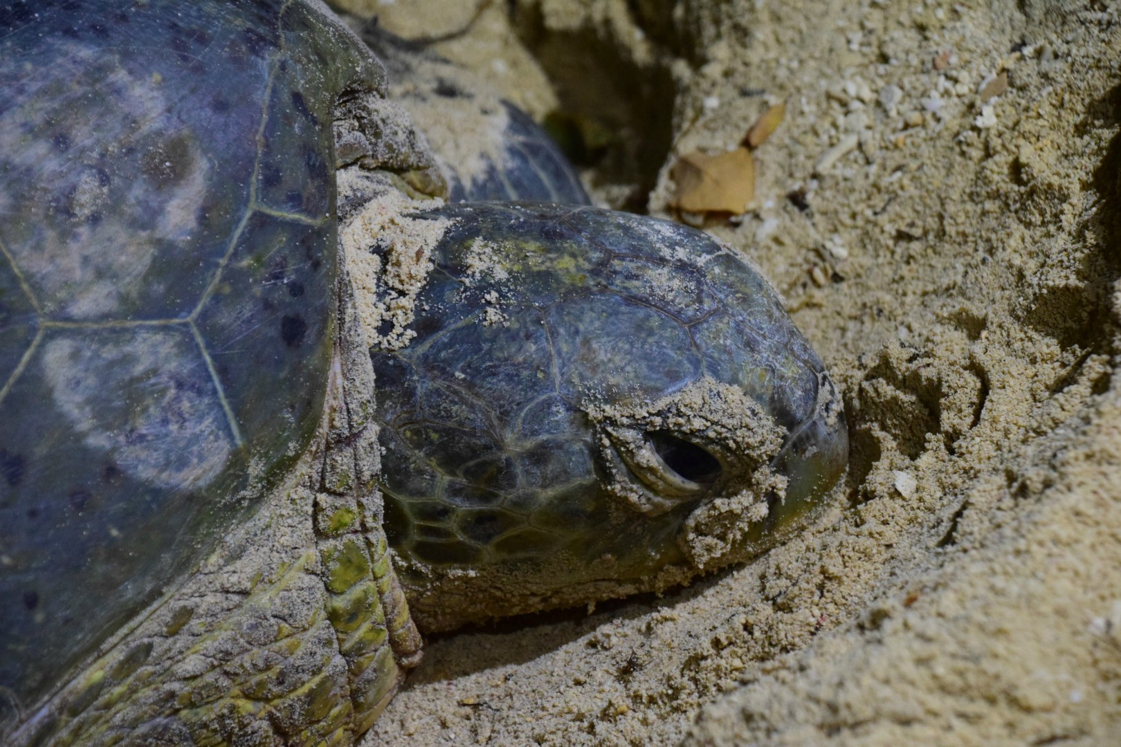 Green Turtle, Selingan Turtle Island