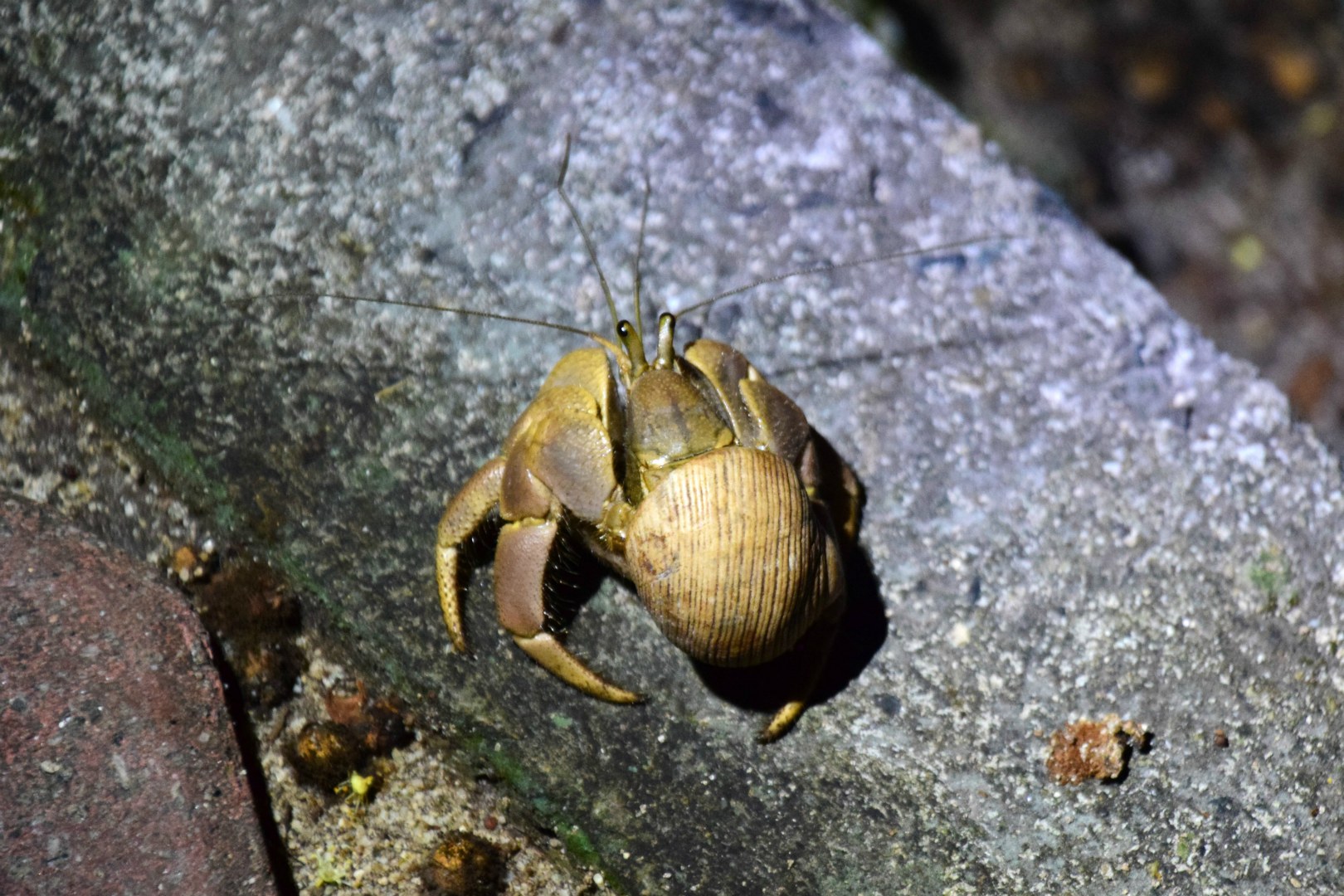 Crab, Selingan Turtle Island