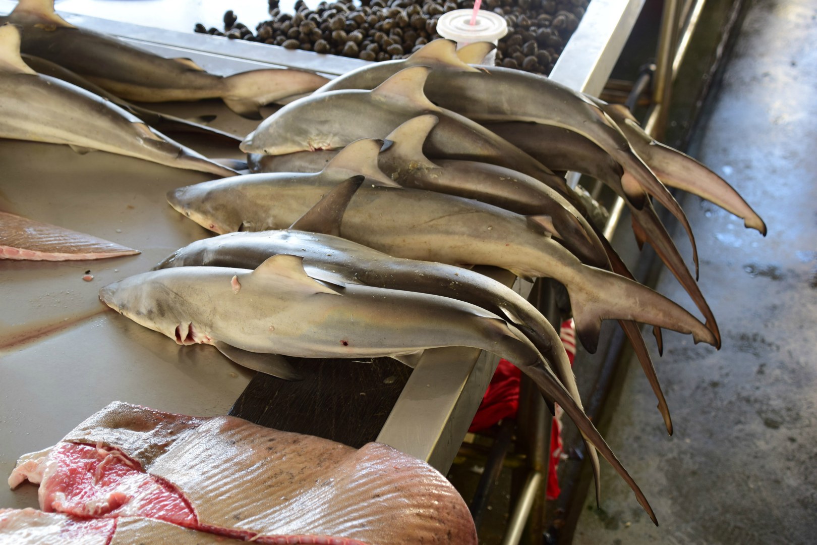Sharks in Market, Sandakan
