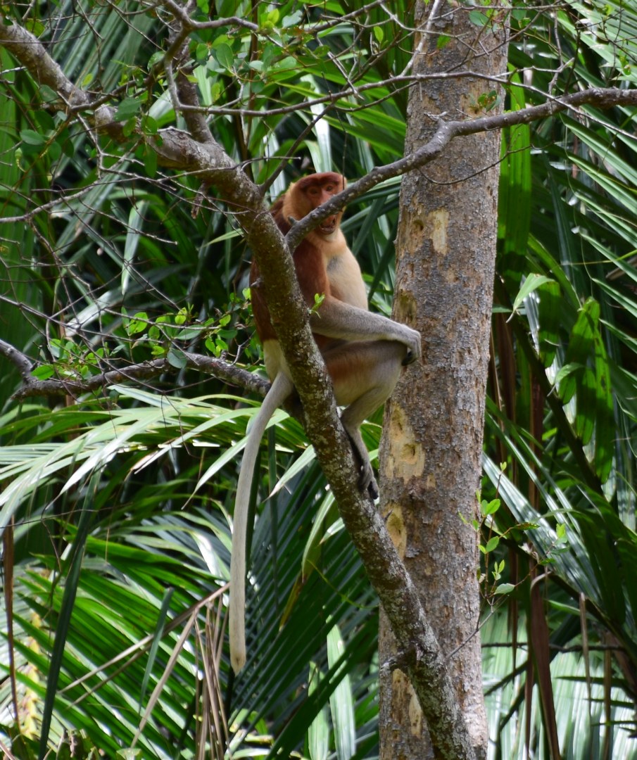 Proboscis Monkey, Kinebatangan River