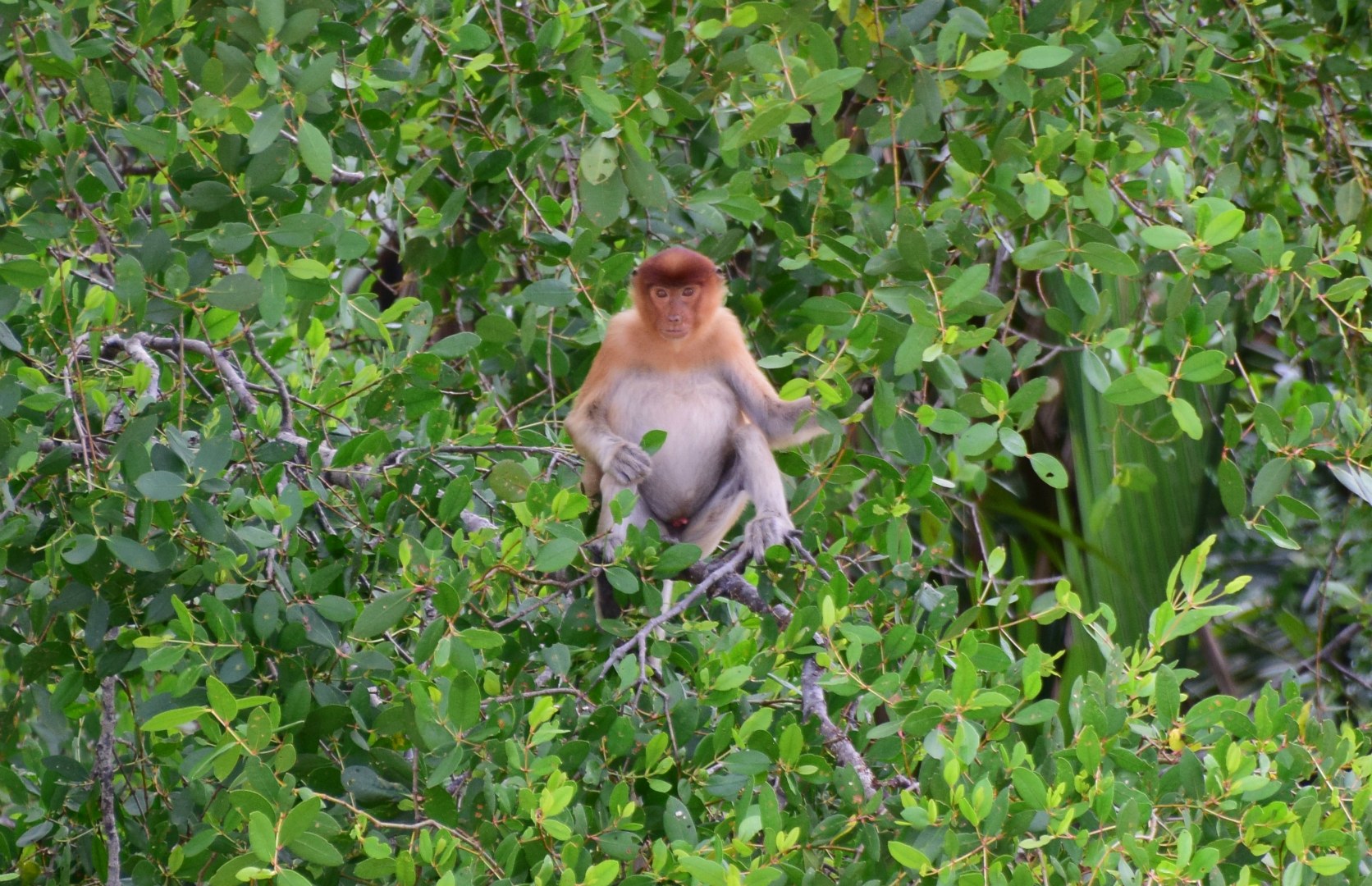 Proboscis Monkey, Kinebatangan River