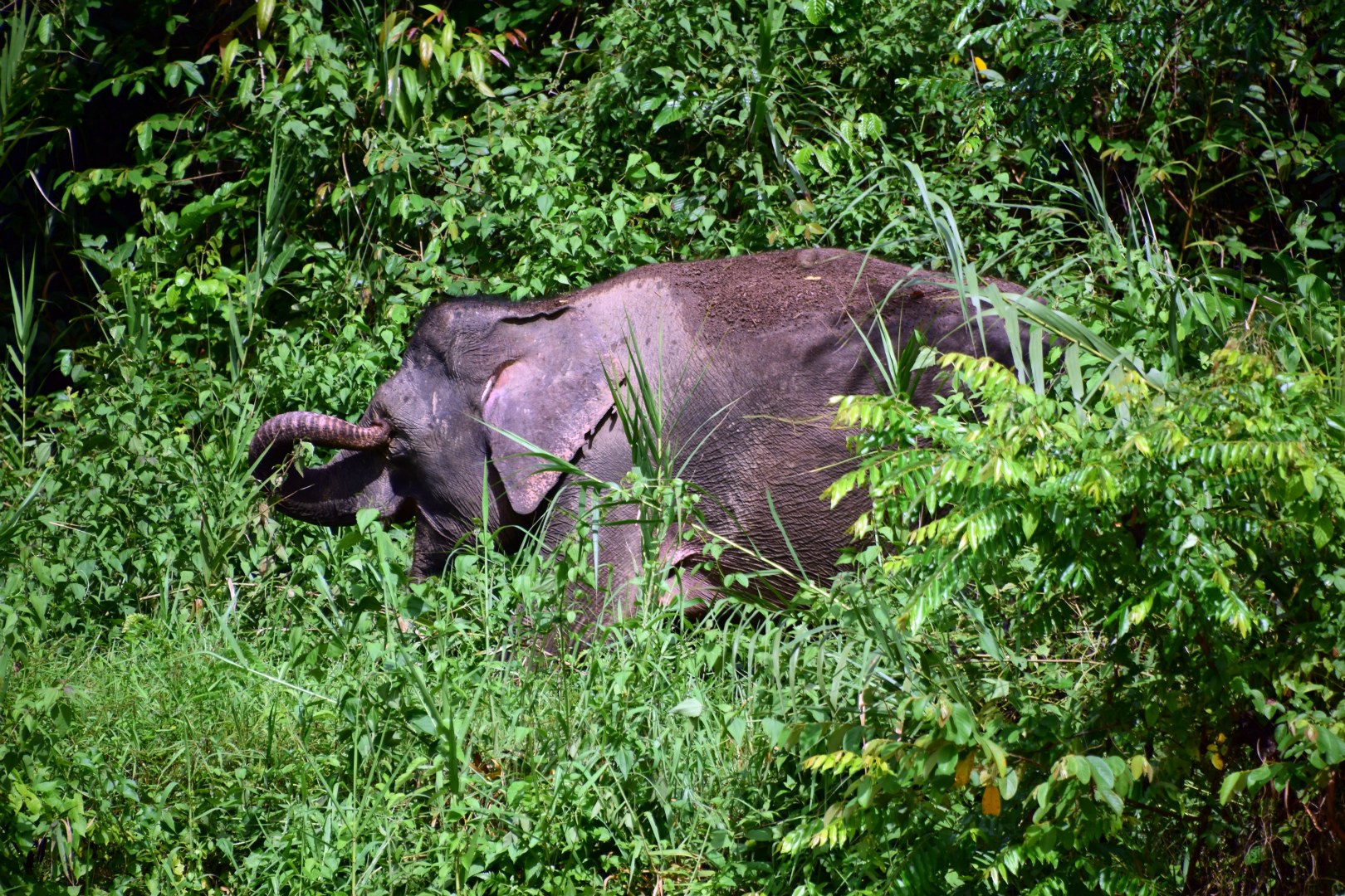 Bornean Pygmy Elephant, Kinebatangan River