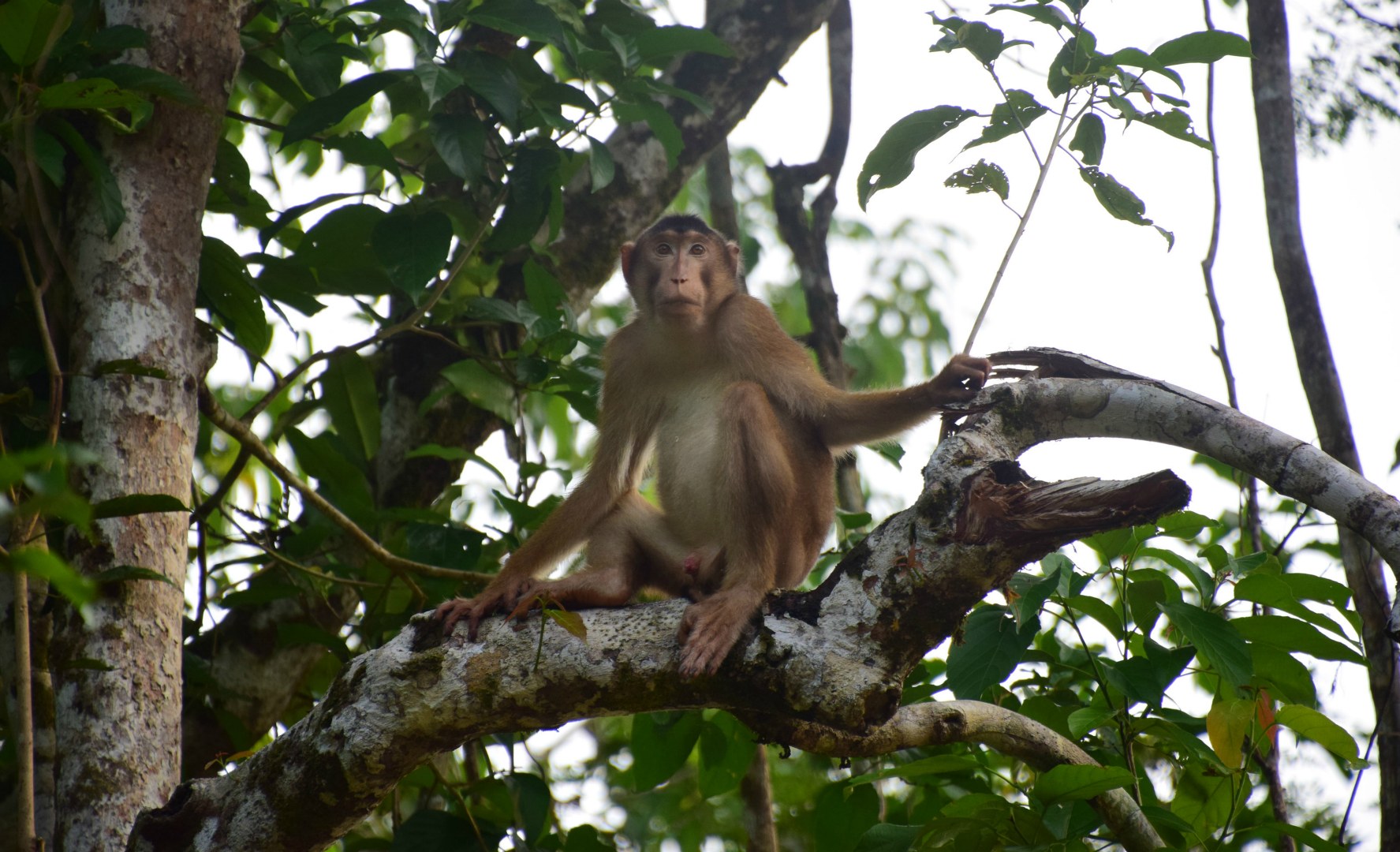 Pig-tailed Macaque, Kinebatangan River