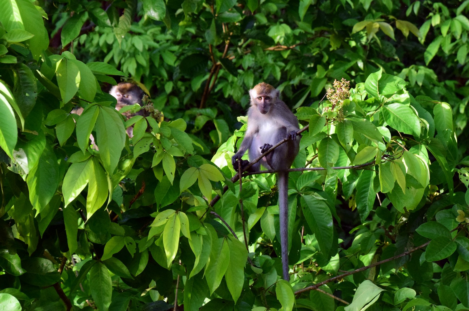 Long-tailed Macaques, Kinebatangan River