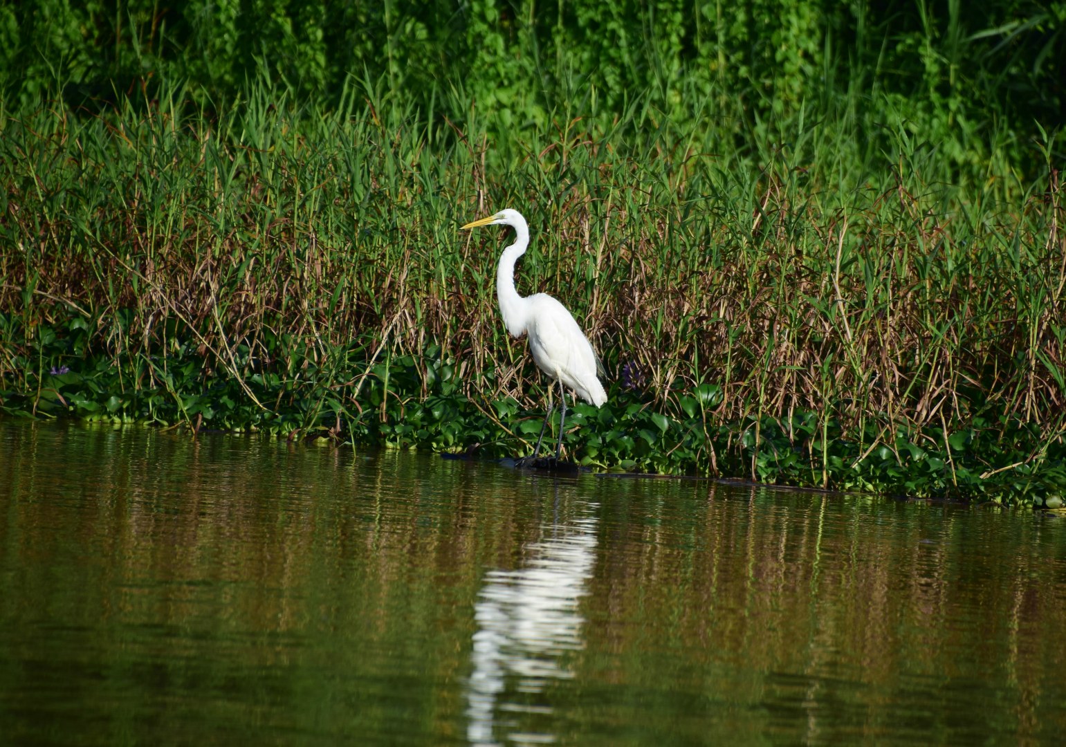 Great Egret, Kinebatangan River