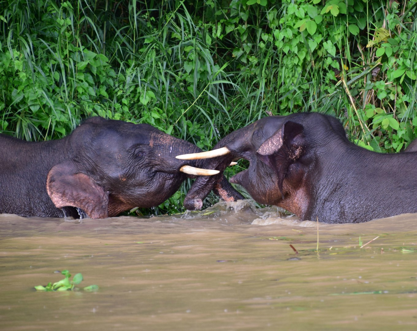 Bornean Pygmy Elephants, Kinebatangan River
