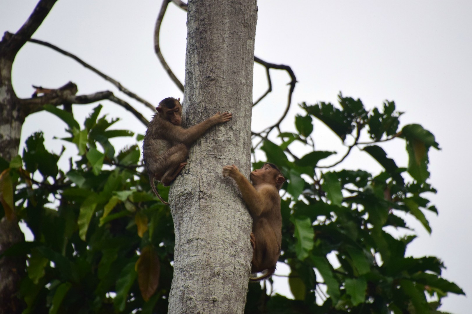 Pig-tailed Macaques, Kinebatangan River