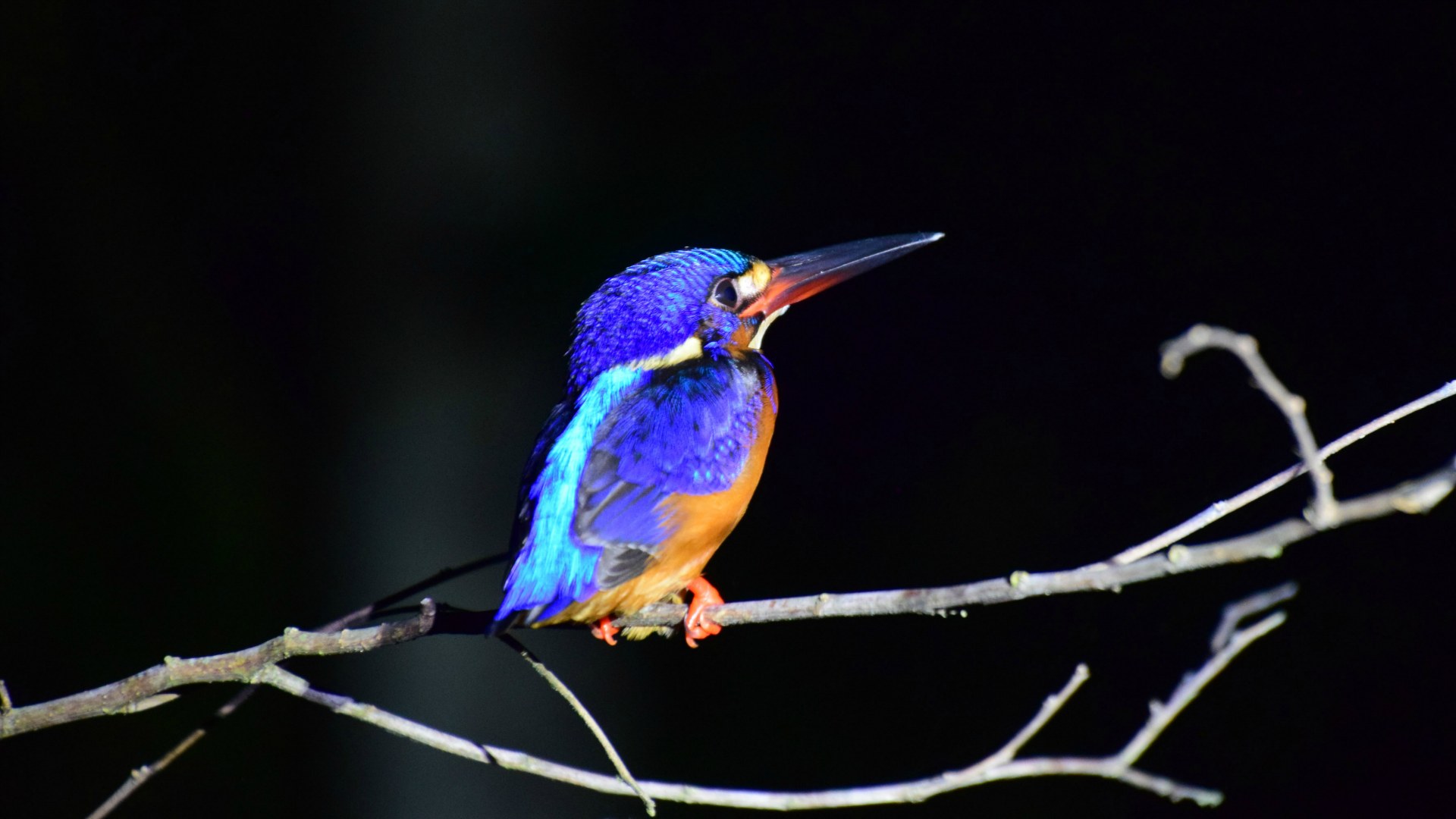 Blue-eared Kingfisher, Kinebatangum River