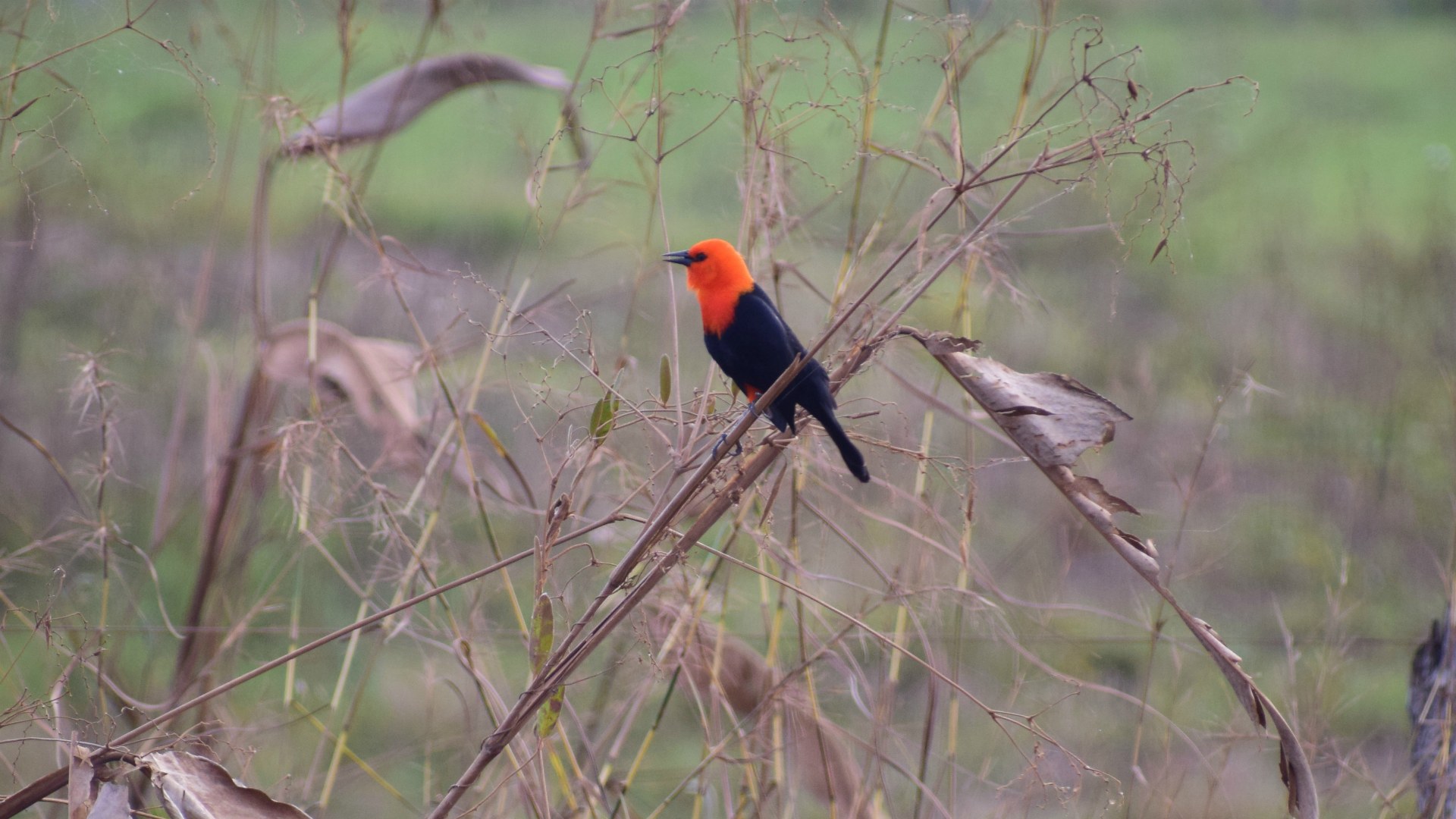 Scarlet-headed Blackbird, Northern Pantanal