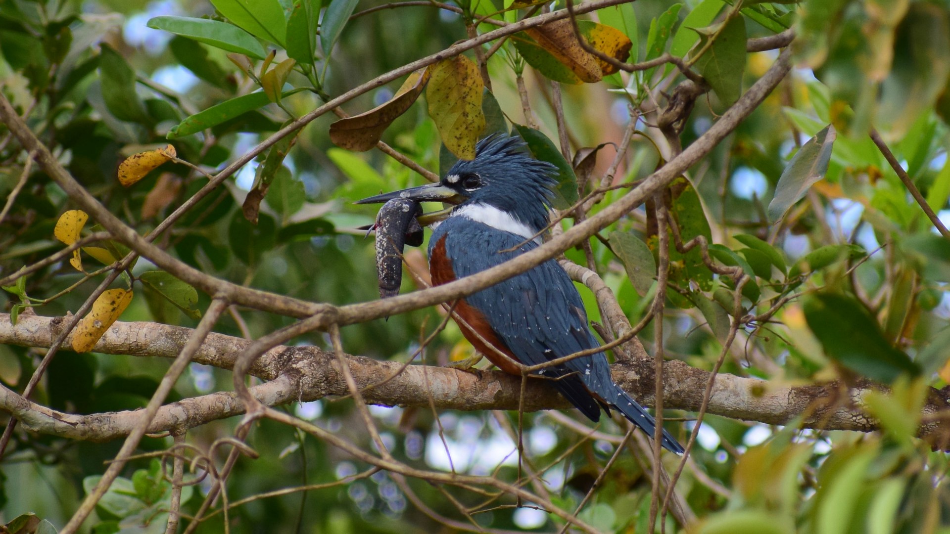 Ringed Kingfisher, Northern Pantanal
