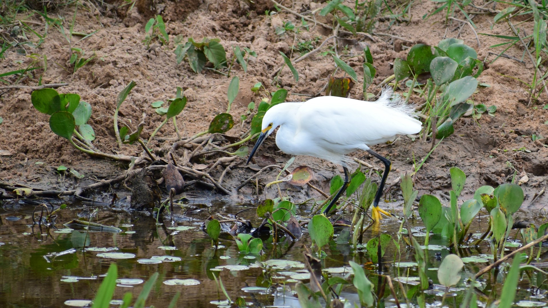 Snowy Egret, Northern Pantanal