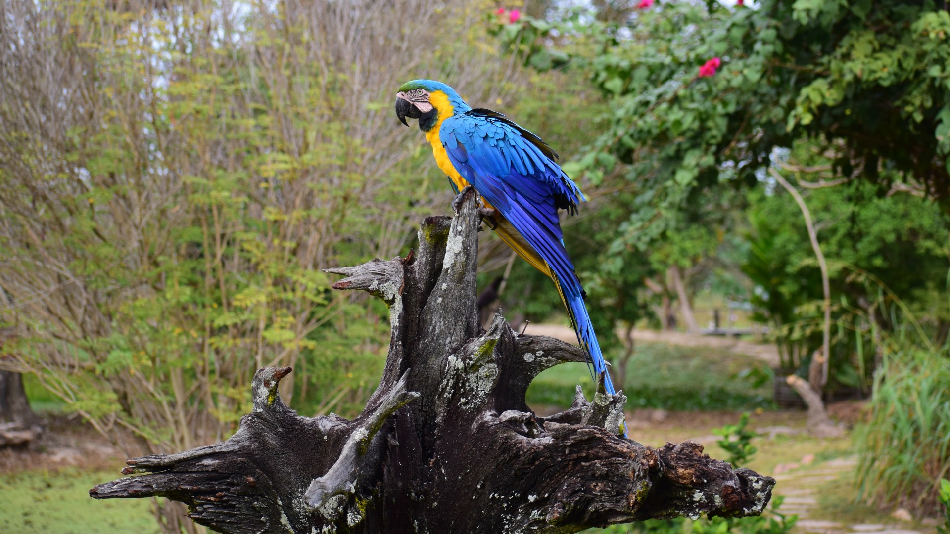 Blue-and-Yellow Macaw, Northern Pantanal