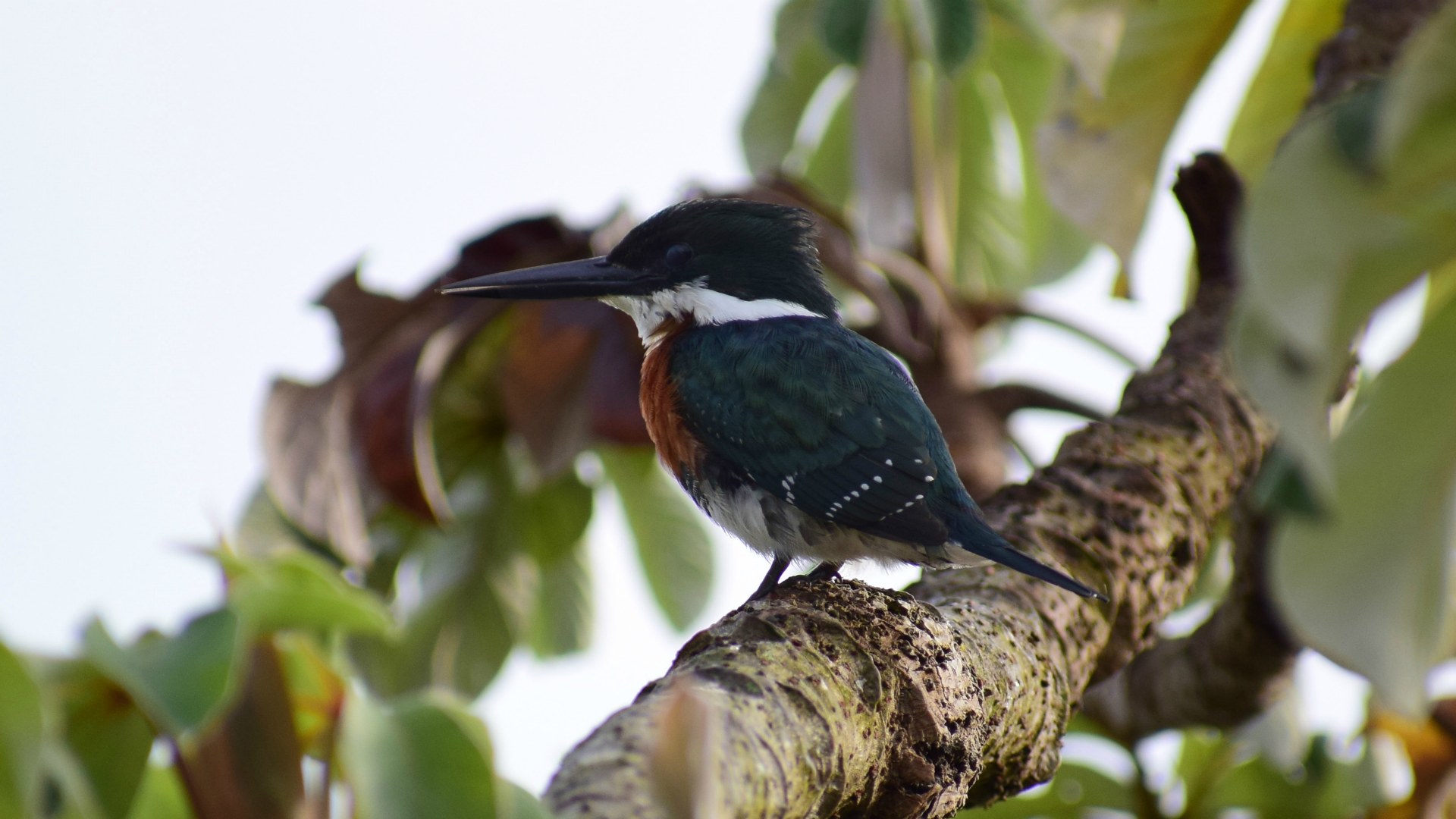 Green Kingfisher, Northern Pantanal
