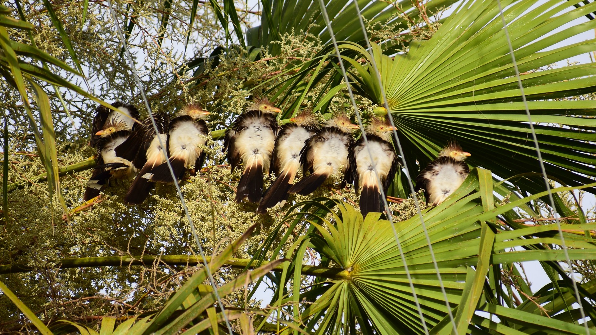 Guira Cuckoos, Northern Pantanal