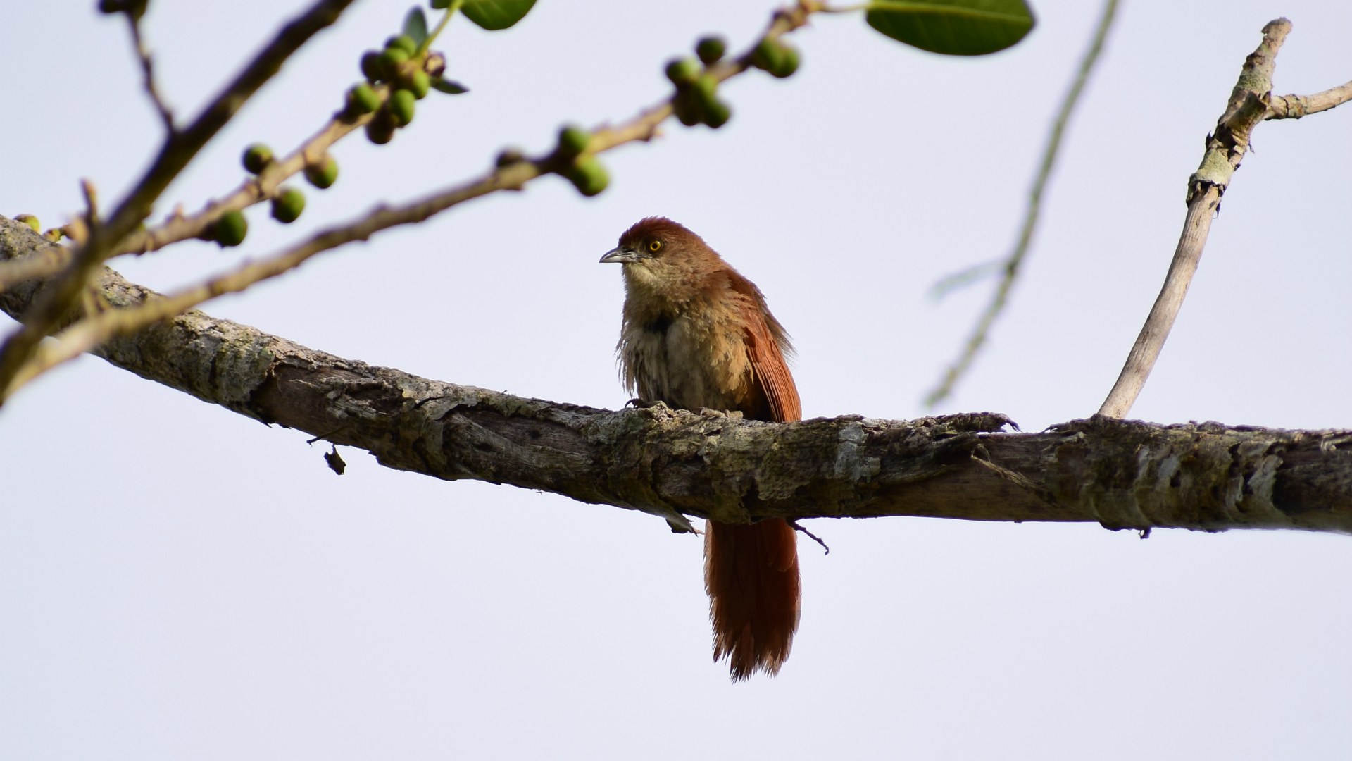 Greater Thornbird, Northern Pantanal