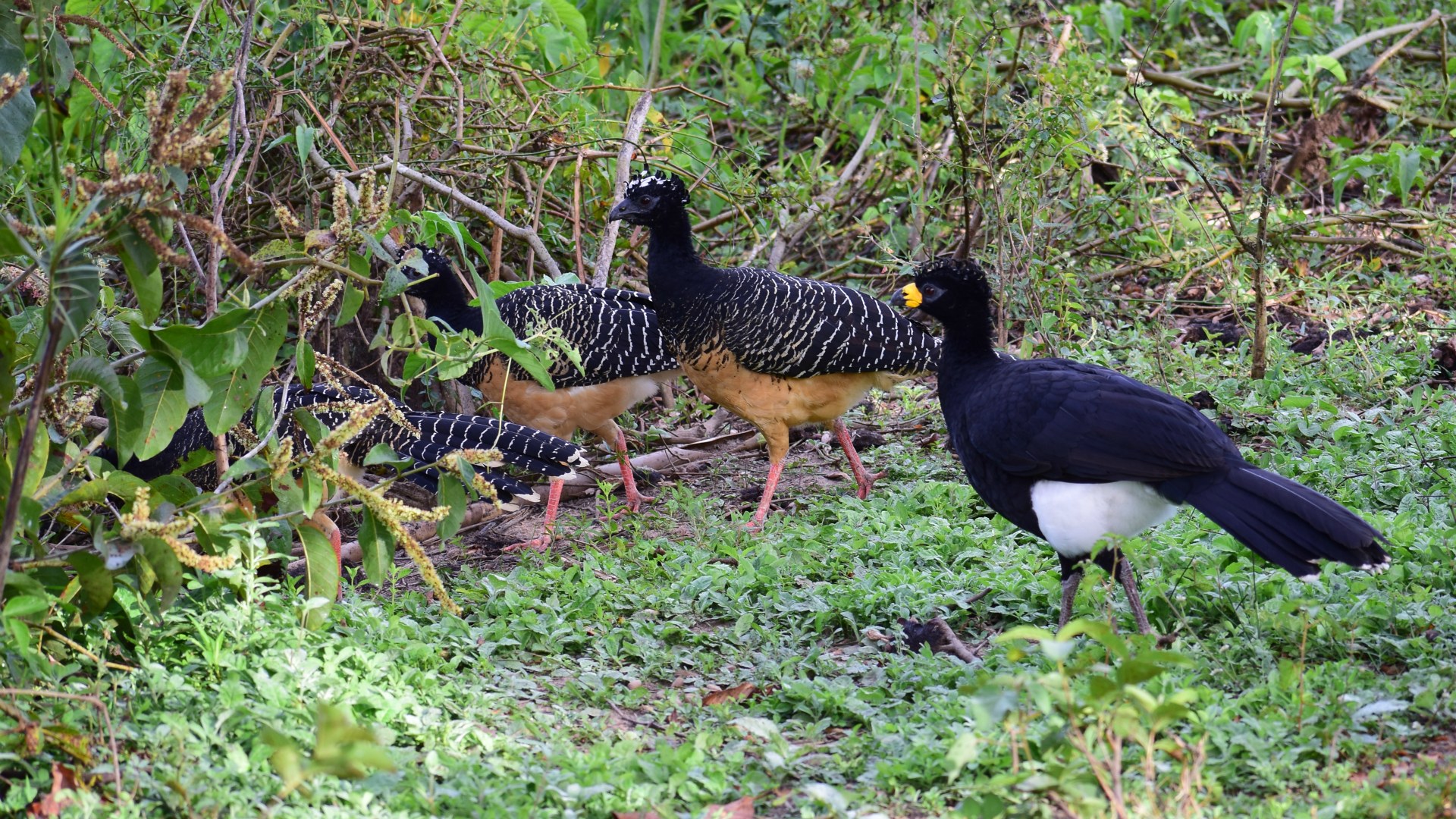 Bare-faced Curassows, Northern Pantanal