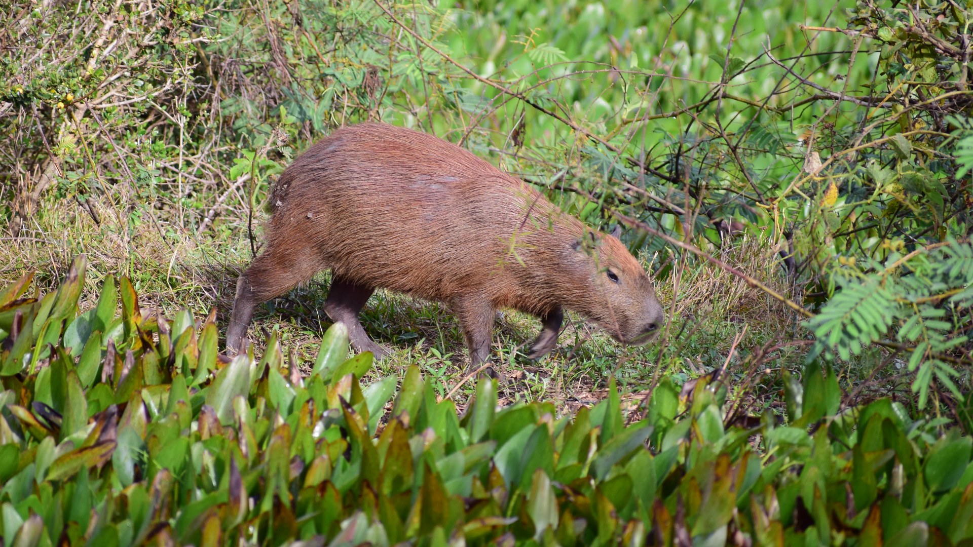 Capybara, Northern Pantanal