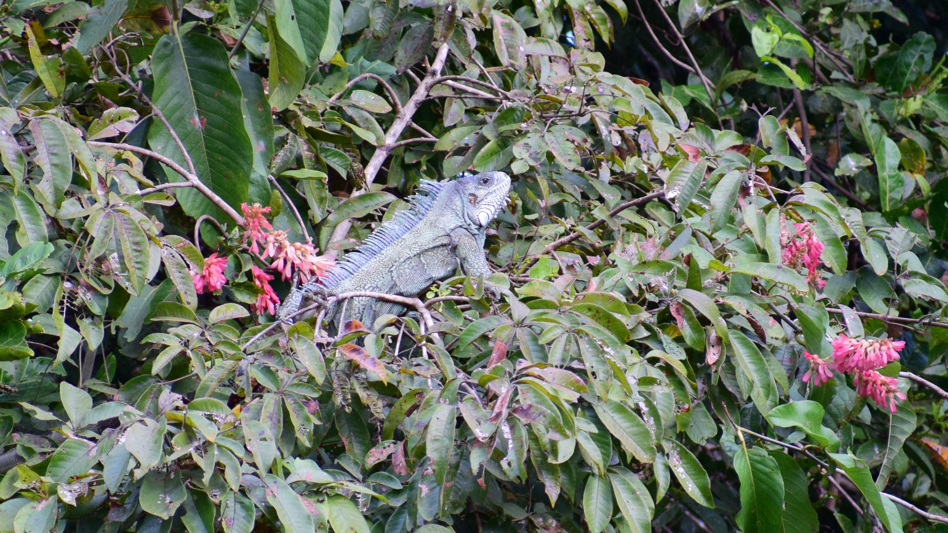 Green Iguana, Northern Pantanal