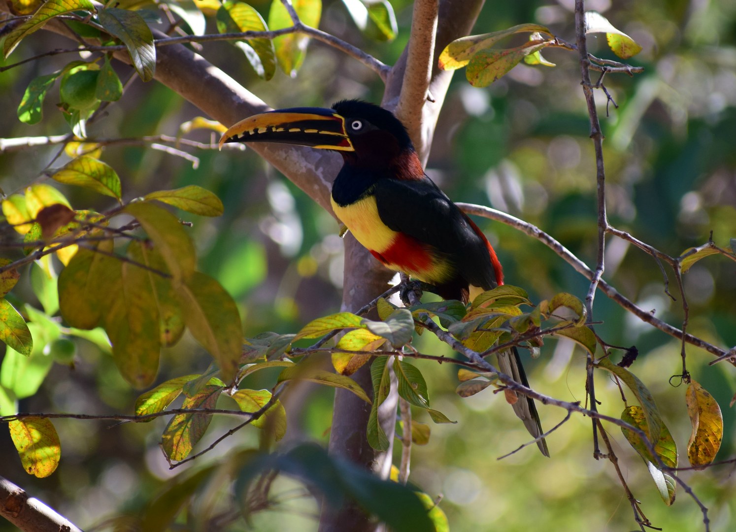 Chestnut-eared Aracari, Northern Pantanal