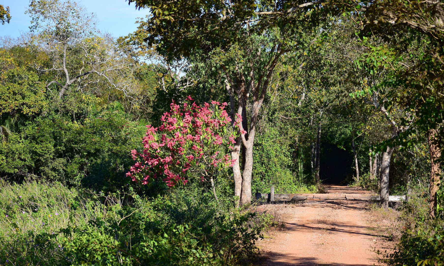 Northern Pantanal