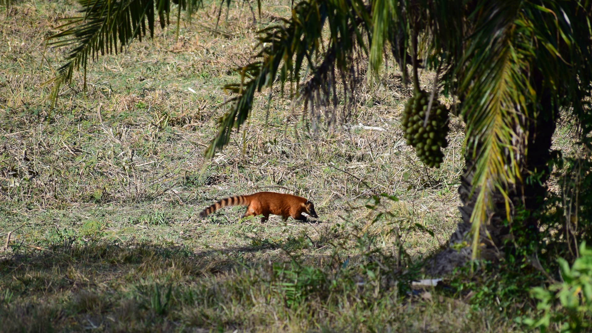Coati, Northern Pantanal