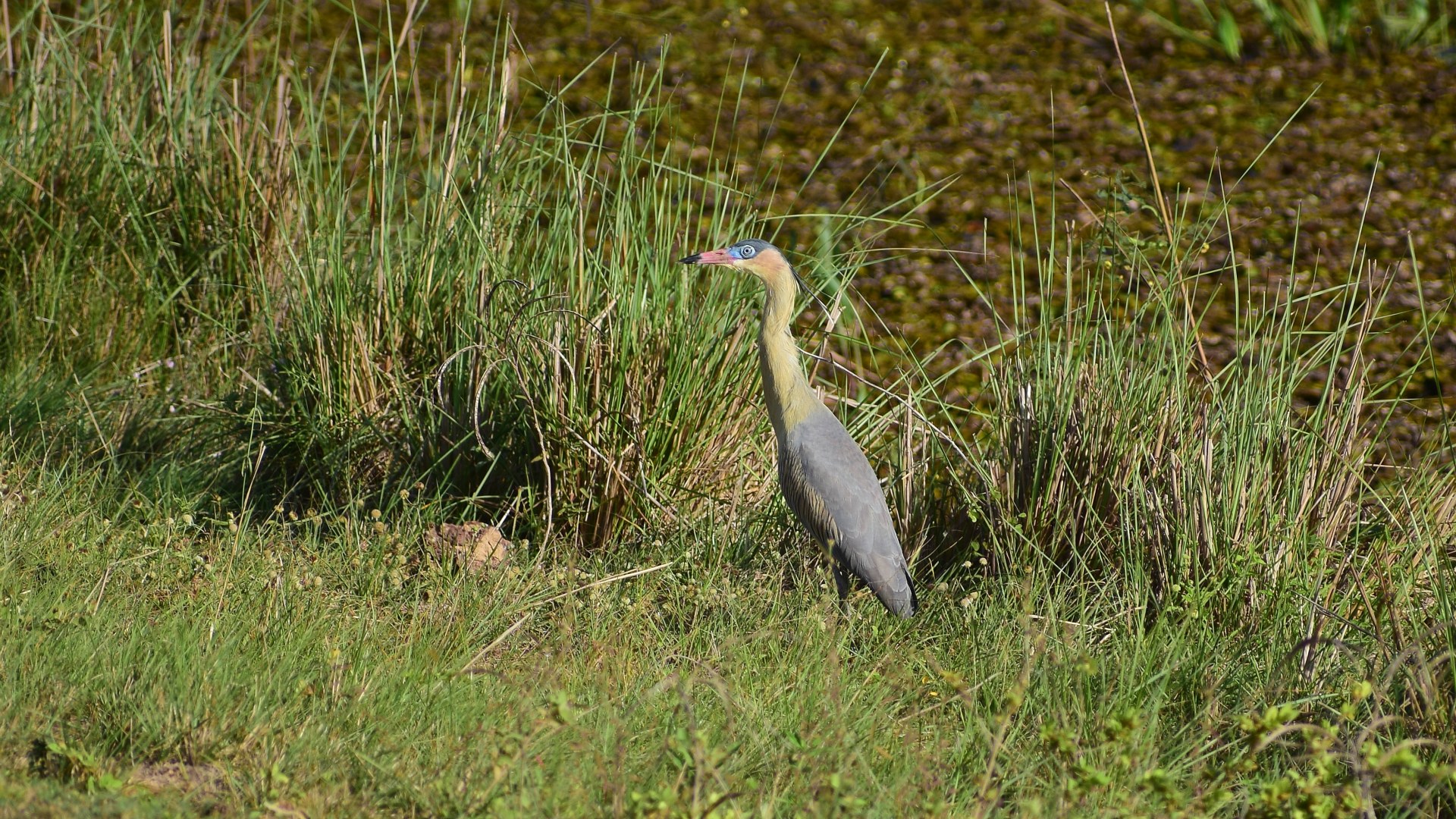 Whistling Heron, Northern Pantanal