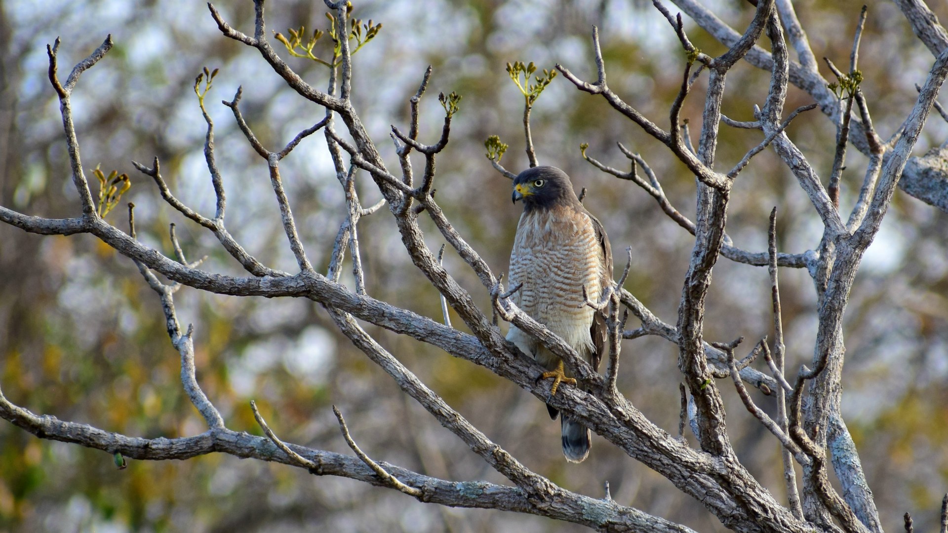 Roadside Hawk, Northern Pantanal