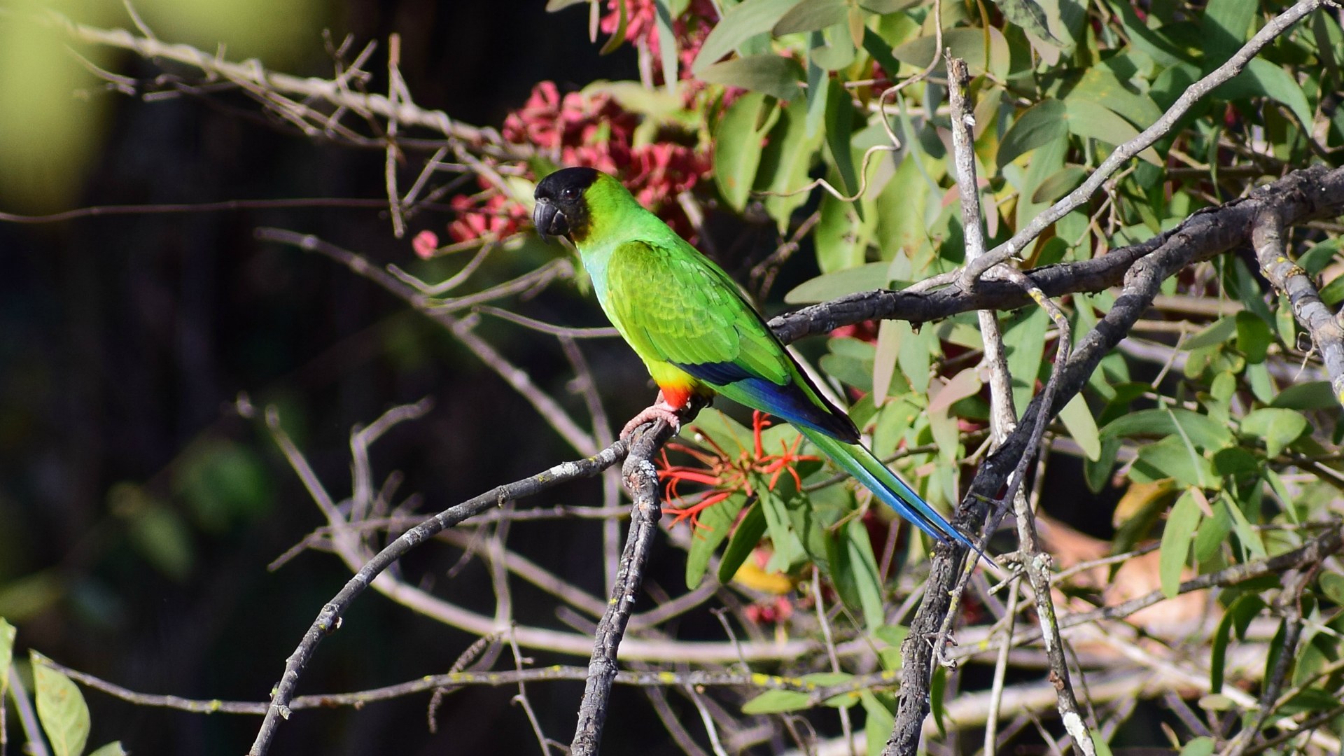 Black-Headed Parakeet, Northern Pantanal