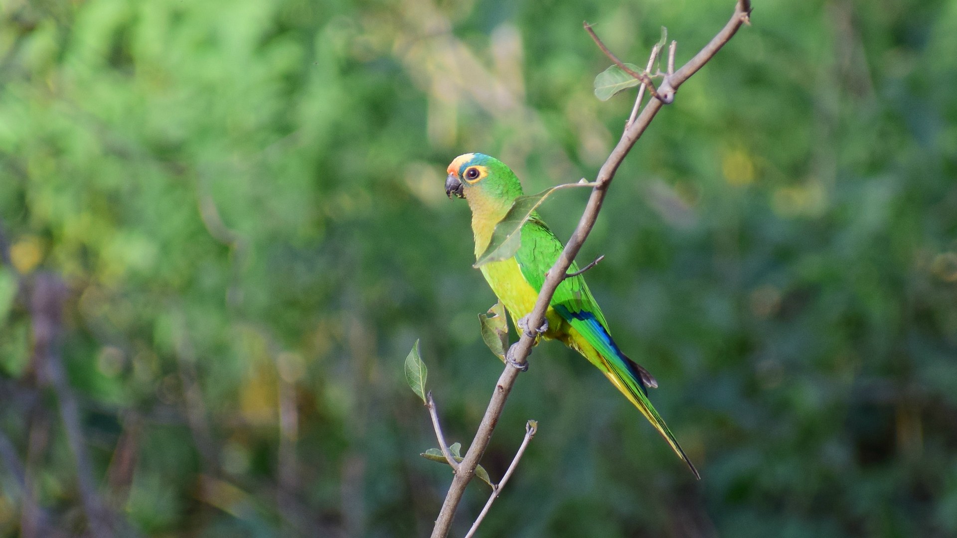 Peach-fronted Parakeet, Northern Pantanal