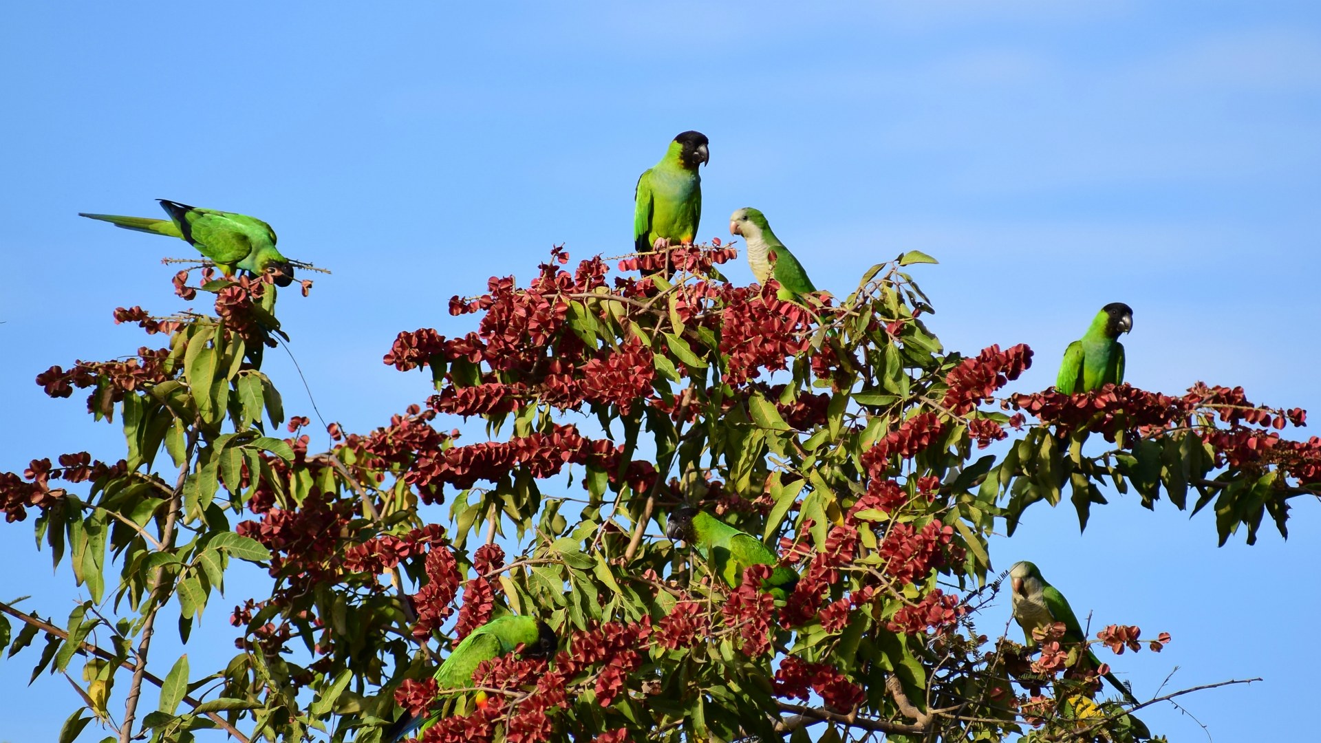 Black-headed and Monk Parakeets, Northern Pantanal