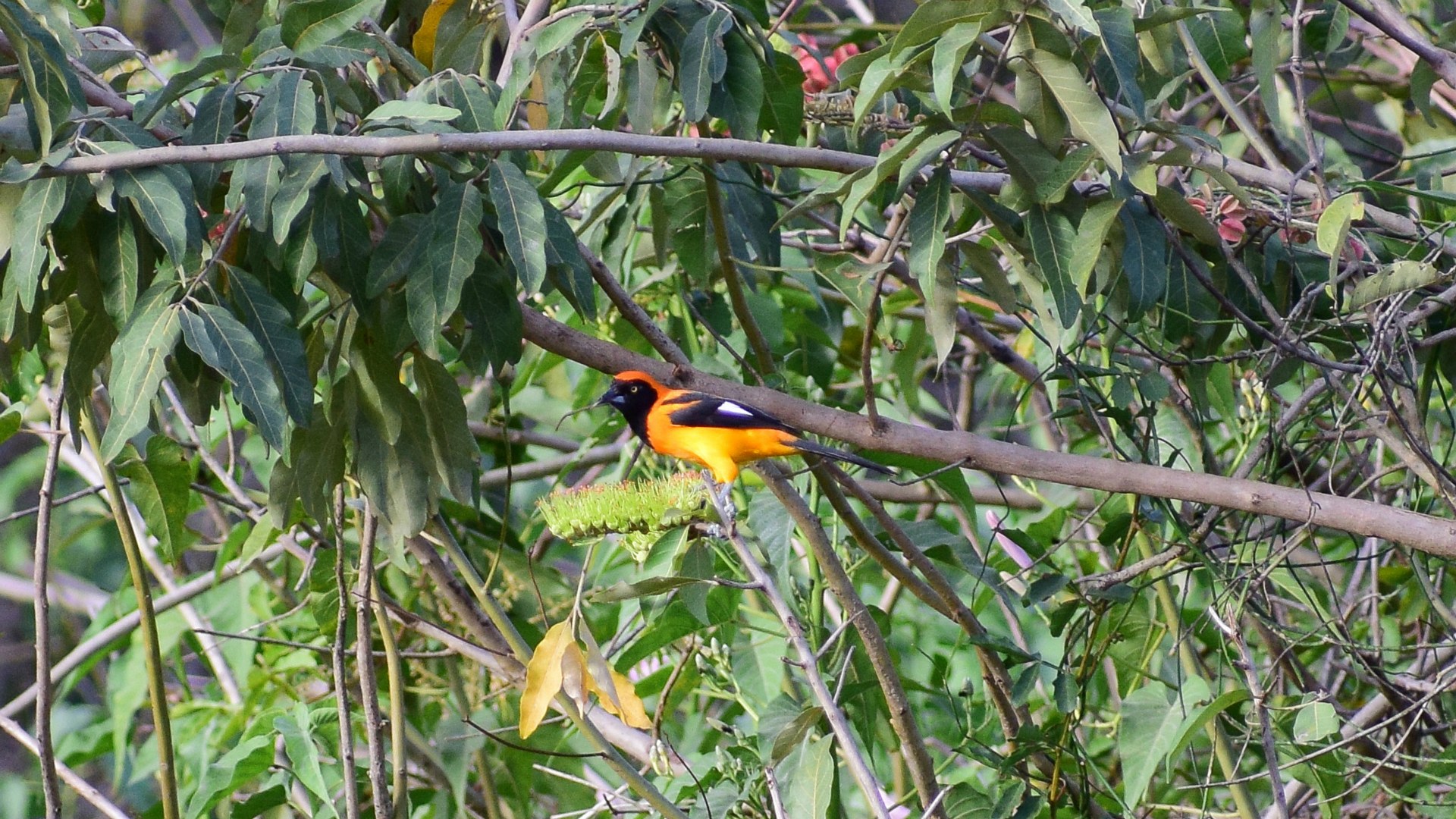 Orange-backed Troupial, Northern Pantanal
