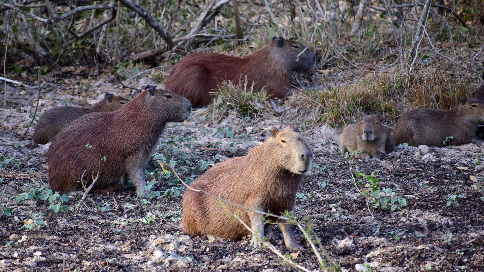 Capybaras, Northern Pantanal