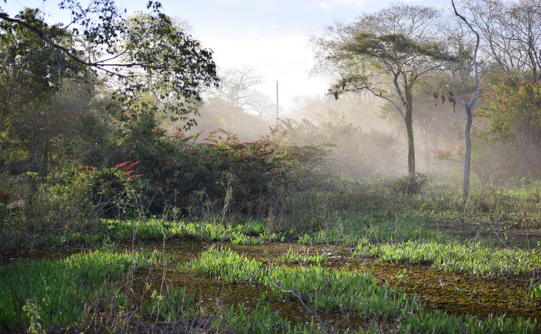 Northern Pantanal