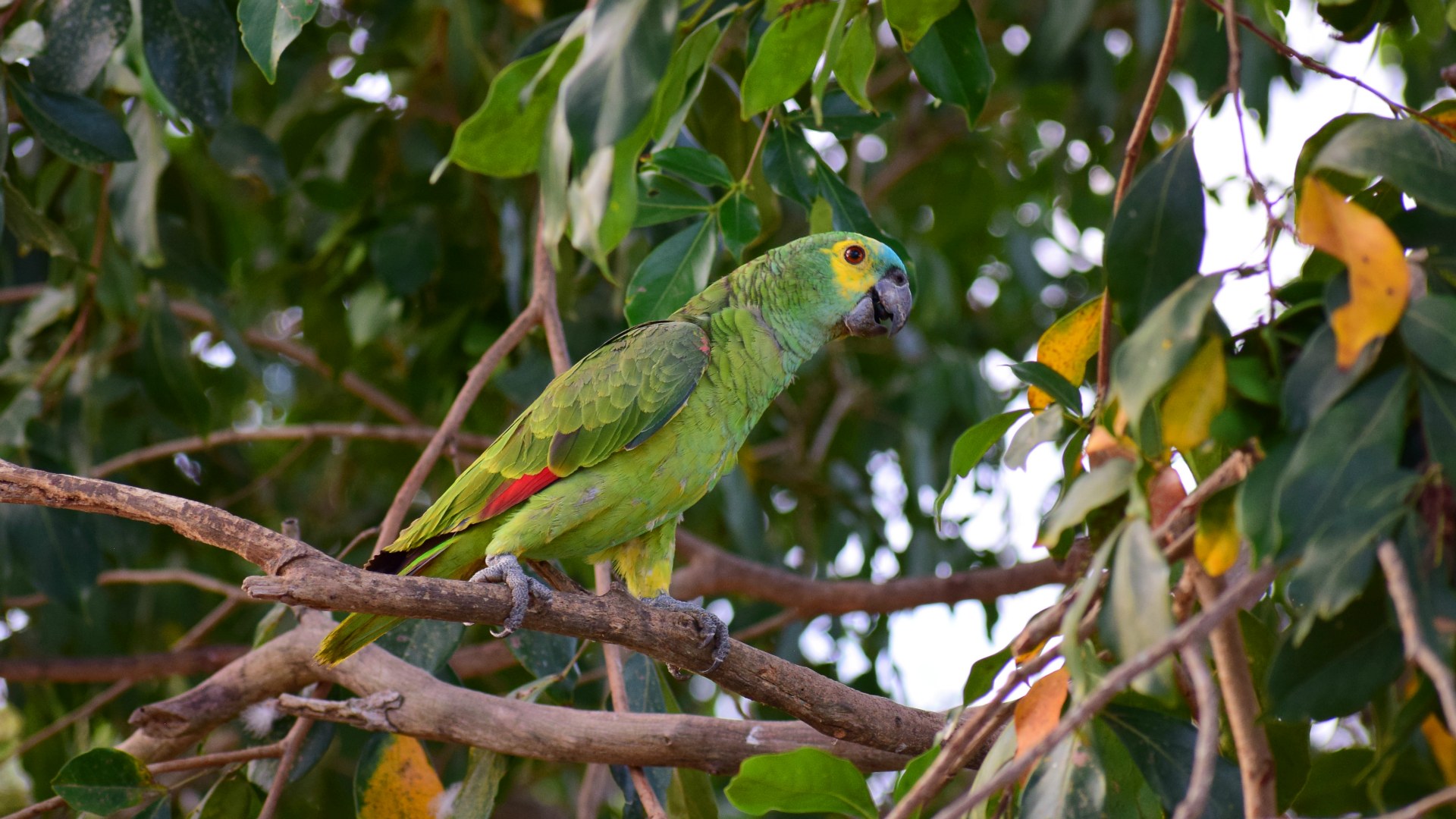Blue-fronted Parrot, Northern Pantanal