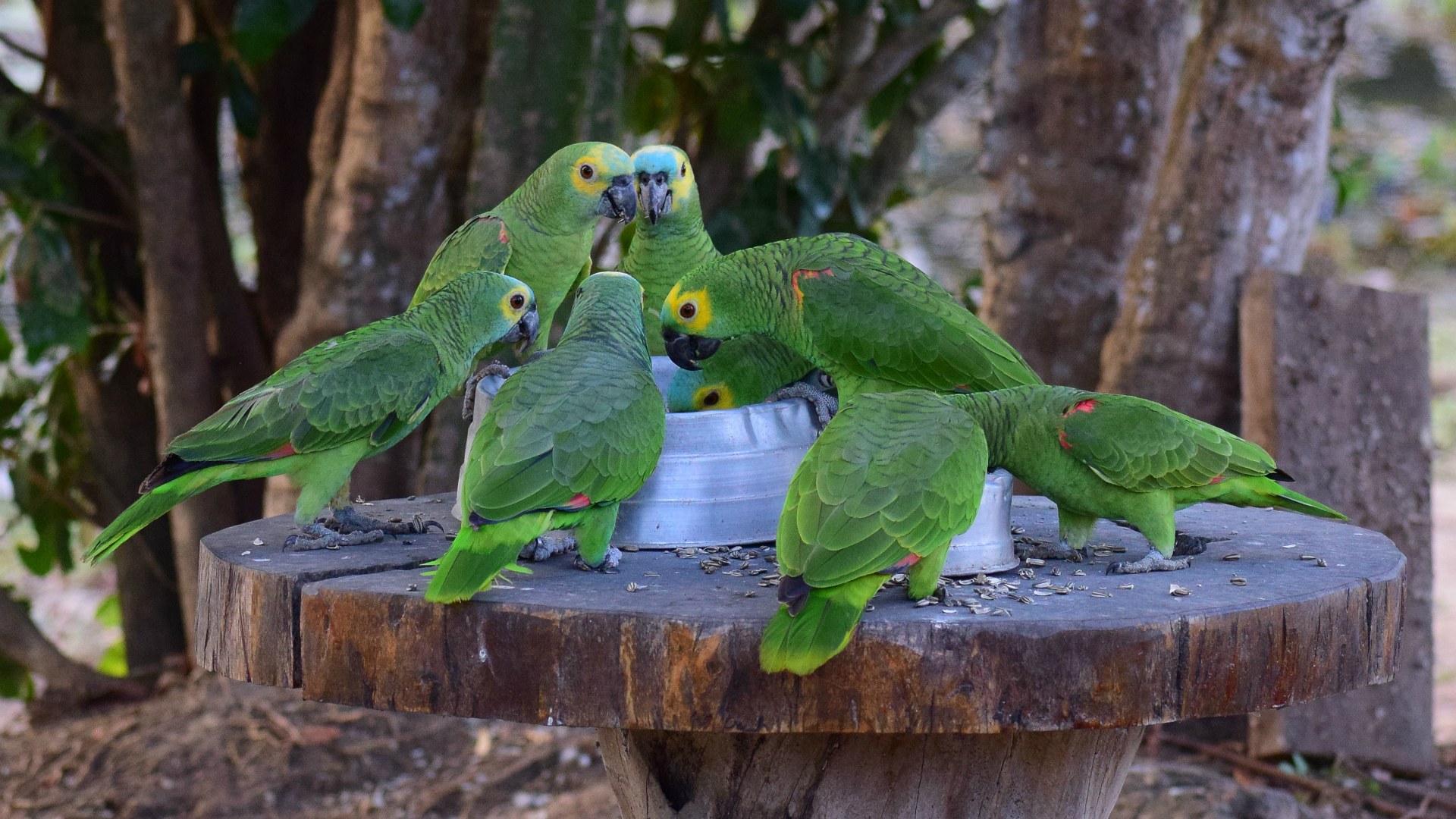 Blue-fronted Parrots, Northern Pantanal