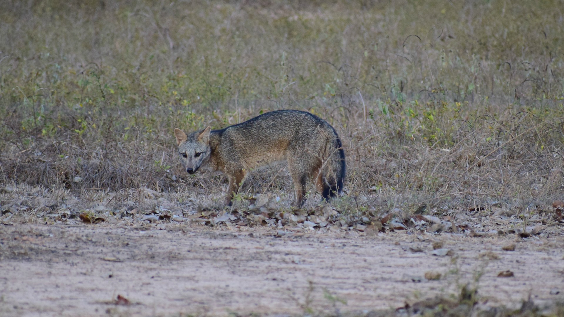 Crab-eating Fox, Northern Pantanal